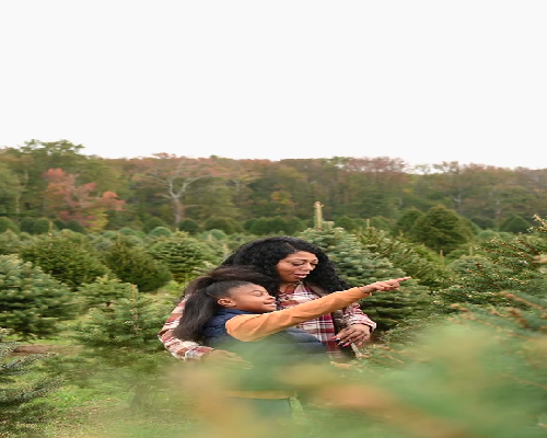 6cb囊胚等级解析与移植成功率探讨